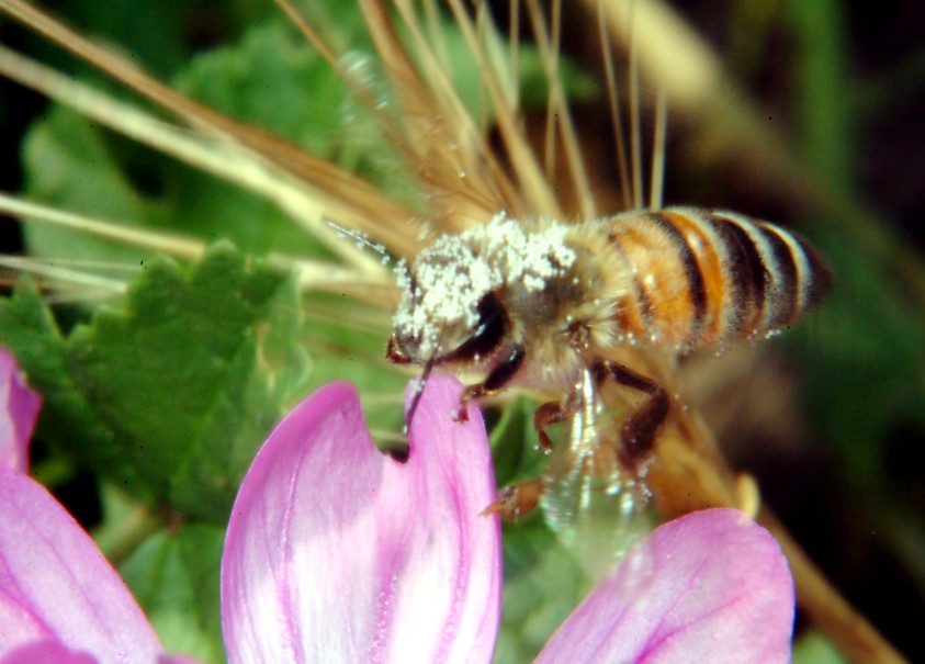 Farfalla e altri insetti